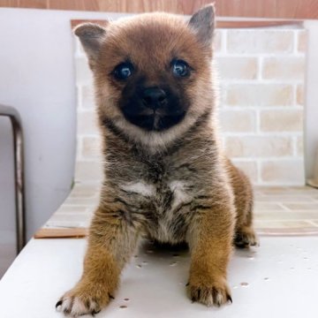 柴犬(豆柴)【東京都・男の子・2023年7月22日・赤】の写真「♡赤豆柴の男の子♡」