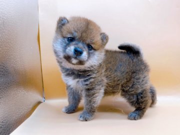 柴犬(豆柴)【東京都・男の子・2022年2月28日・赤】の写真「♡♡赤の豆柴④男の子♡♡」