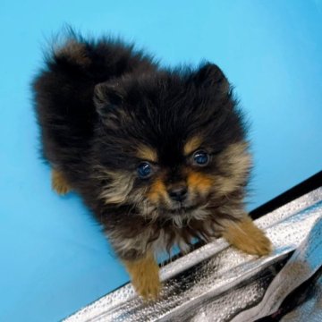 ポメラニアン【東京都・女の子・2022年11月18日・ブラック&タン】の写真「♡♡ブラック＆タンのポメラニアン女の子♡♡」