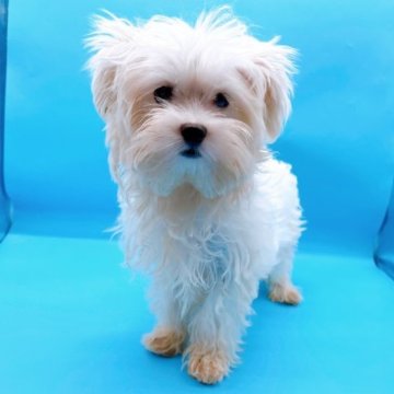 マルチーズ【東京都・女の子・2023年6月1日・ホワイト】の写真「♡♡マルチーズホワイトの女の子♡♡0690」