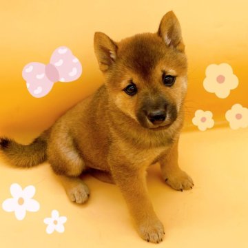 柴犬(豆柴)【東京都・男の子・2024年8月15日・♡赤豆柴の男の子♡】の写真「♡赤豆柴の男の子♡」