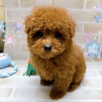トイプードル(タイニー)【東京都・男の子・2023年10月22日・レッド】の写真「♡タイニーサイズのトイプー　レッド男の子♡」