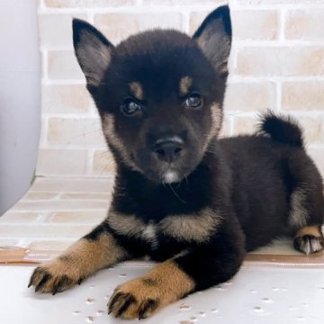 柴犬(豆柴)【東京都・男の子・2023年7月22日・黒】の写真「♡黒豆柴の男の子♡」