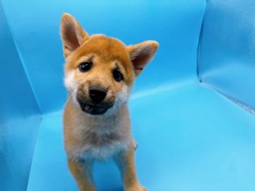 柴犬(豆柴)【東京都・男の子・2021年10月12日・赤】の写真「♡♡たれ目がかわいい豆柴の男の子♡♡」