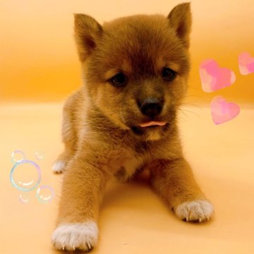 柴犬(豆柴)【東京都・女の子・2024年4月5日・赤】の写真「♡赤豆柴の女の子♡」