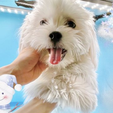 ミックス(マルチーズ×ペキニーズ)【東京都・男の子・2023年5月19日・ホワイト】の写真「♡ホワイトのマルペキ男の子♡」