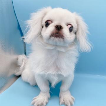 マルぺキ【東京都・男の子・2022年3月9日・ホワイト系】の写真「♡♡真っ白の毛が綺麗なマルぺキくん♡♡」