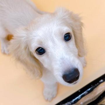 ミニチュアダックスフンド(ロング)【東京都・女の子・2022年7月23日・イエロー】の写真「♡♡イエローダックスの女の子♡♡」