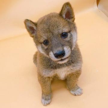 柴犬(豆柴)【東京都・男の子・2022年7月30日・赤】の写真「赤色の豆柴の男の子♡♡♡」