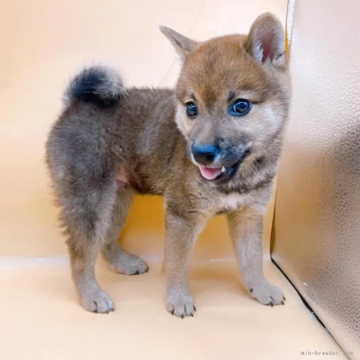きなたん 様のお迎えした子犬