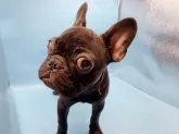 フレンチブルドッグ【東京都・男の子・2022年10月8日・ブリンドル】の写真3