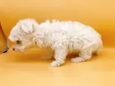 マルチーズ【東京都・男の子・2024年4月5日・ホワイト】の写真5