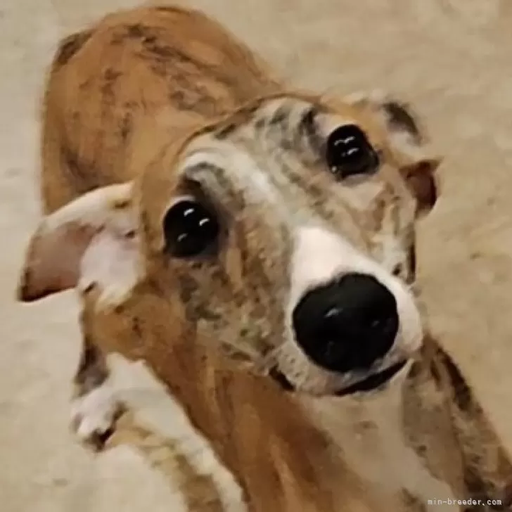 JNY 様のお迎えした子犬