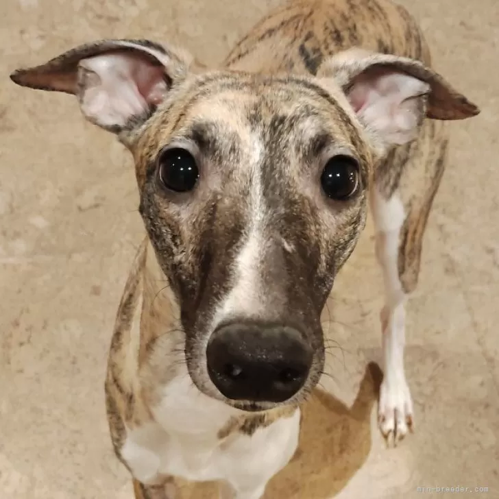 ID：2406-03721の子犬