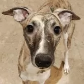 ウィペット【北海道・男の子・2024年2月4日・ブリンドル & ホワイト】の写真1