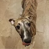 ウィペット【北海道・男の子・2024年2月4日・ブリンドル & ホワイト】の写真2