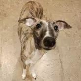 ウィペット【北海道・男の子・2024年2月4日・ブリンドル & ホワイト】の写真3