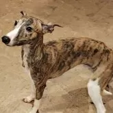 ウィペット【北海道・男の子・2024年4月24日・ブリンドル & ホワイト】の写真4