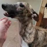 ウィペット【北海道・男の子・2024年2月4日・ブリンドル & ホワイト】の写真4