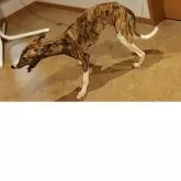 ウィペット【北海道・男の子・2024年4月24日・ブリンドル & ホワイト】の写真6