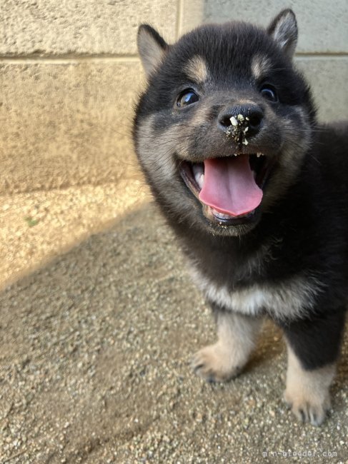 豆柴赤ちゃんです｜大瀬良　幸代(おおせら　さちよ)ブリーダー(福岡県・柴犬など・日本犬保存会/kcジャパン登録)の紹介写真3