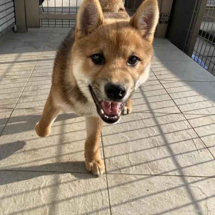 ID:2501-07182の子犬