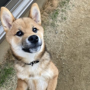 柴犬(標準サイズ)【福岡県・男の子・2024年11月12日・赤】の写真「目が合うと尻尾ふりふり！人懐っこい男の子です♡」