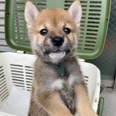 柴犬(標準サイズ)
