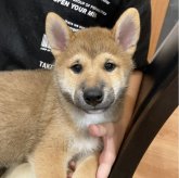 柴犬(標準サイズ)