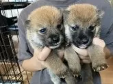 柴犬(標準サイズ)【福岡県・女の子・2025年8月3日・赤】の写真5「右の子です」