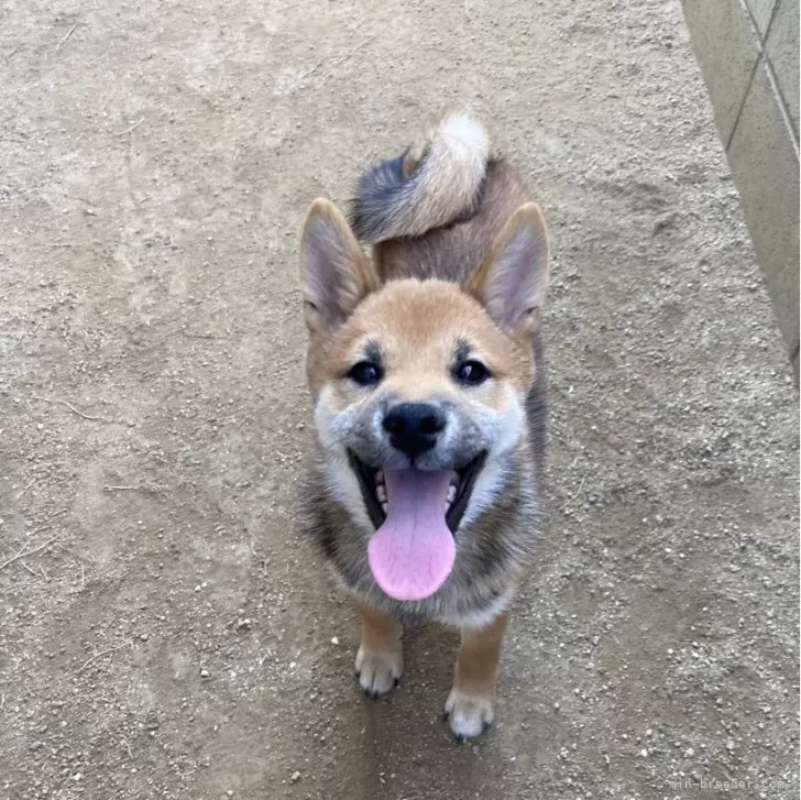 E.M 様のお迎えした子犬