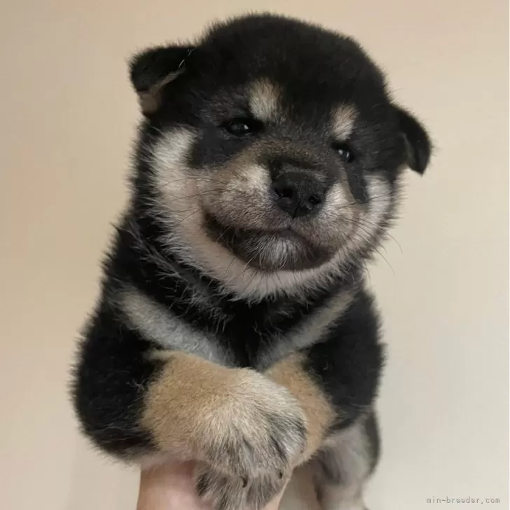 ID：2407-08298の子犬