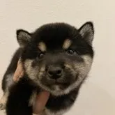 豆柴【福岡県・女の子・2023年5月28日・黒】の写真1「母犬の子犬の時そっくりです♡」