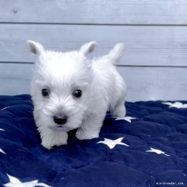 ID：2505-00593の子犬