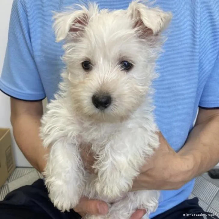 ID:2206-03904の子犬