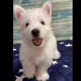 ウエストハイランドホワイトテリア【東京都・男の子・2024年4月3日・ホワイト】の写真1