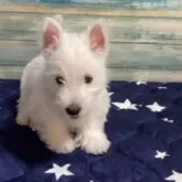 ウエストハイランドホワイトテリア【東京都・男の子・2024年4月3日・ホワイト】の写真3