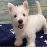 ウエストハイランドホワイトテリア【東京都・男の子・2024年4月3日・ホワイト】の写真4