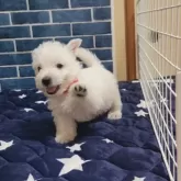 ウエストハイランドホワイトテリア【東京都・男の子・2024年4月3日・ホワイト】の写真5
