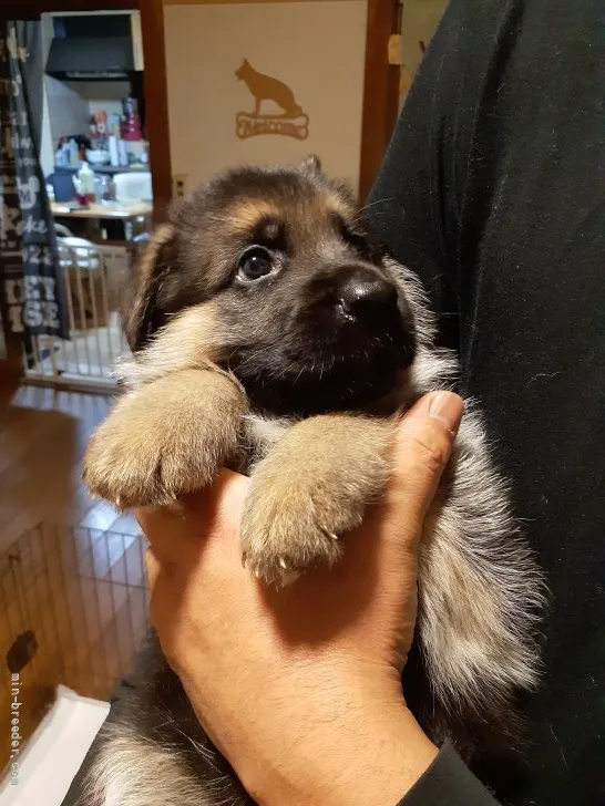 ID：2204-01336の子犬