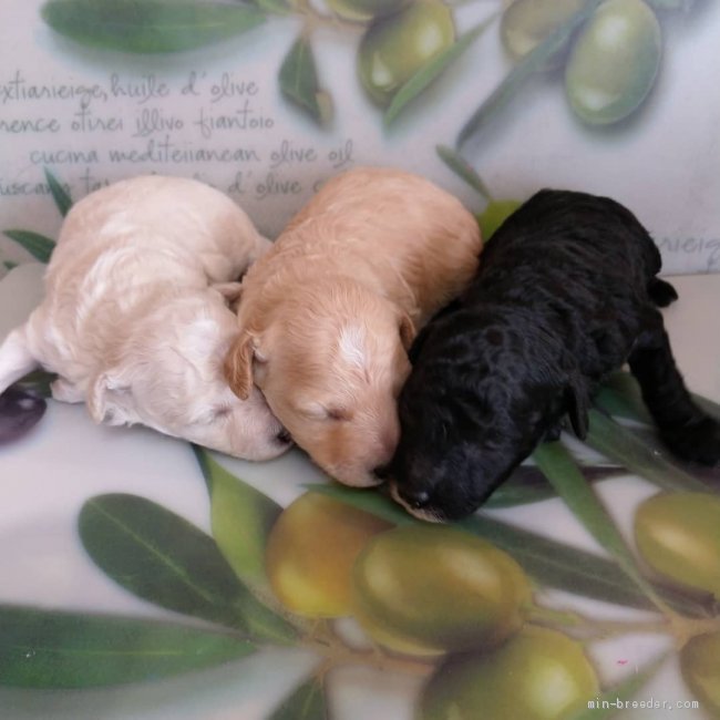 阿部剛ブリーダーのブログ：目が開いた👀✨