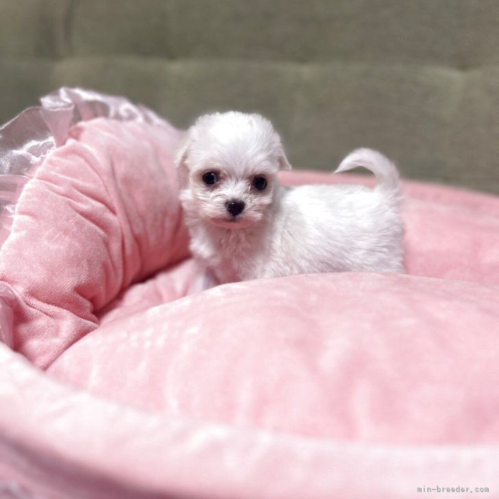 ブリーダー画像