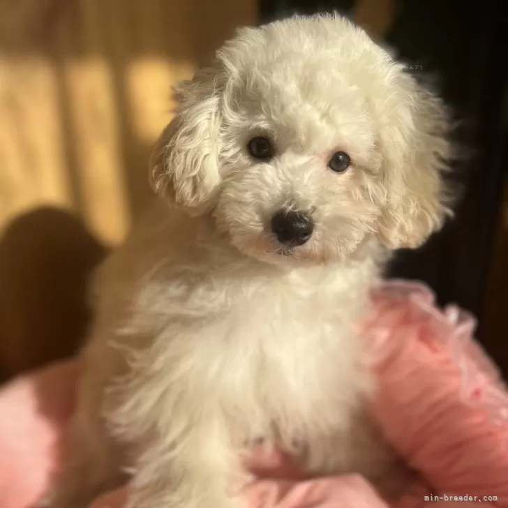 ID：2410-02548の子犬