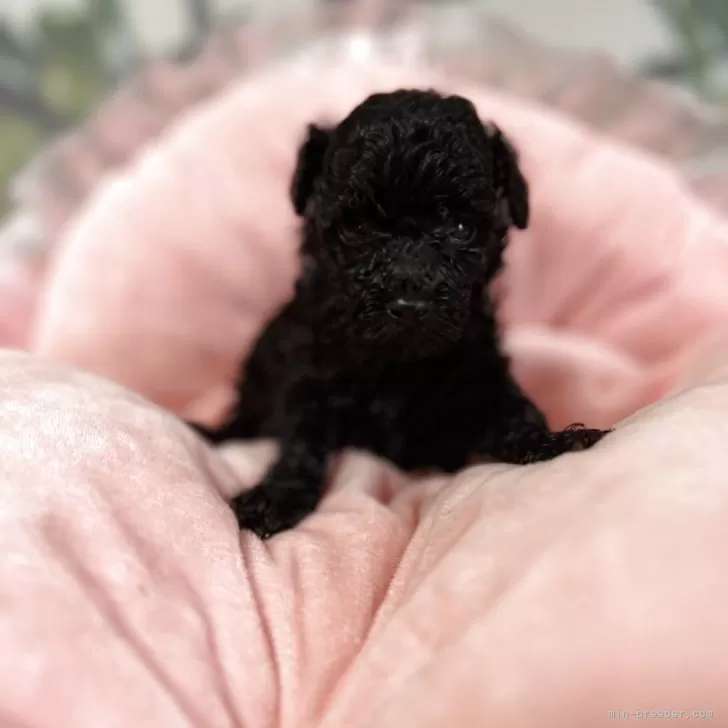 ID：2506-03110の子犬