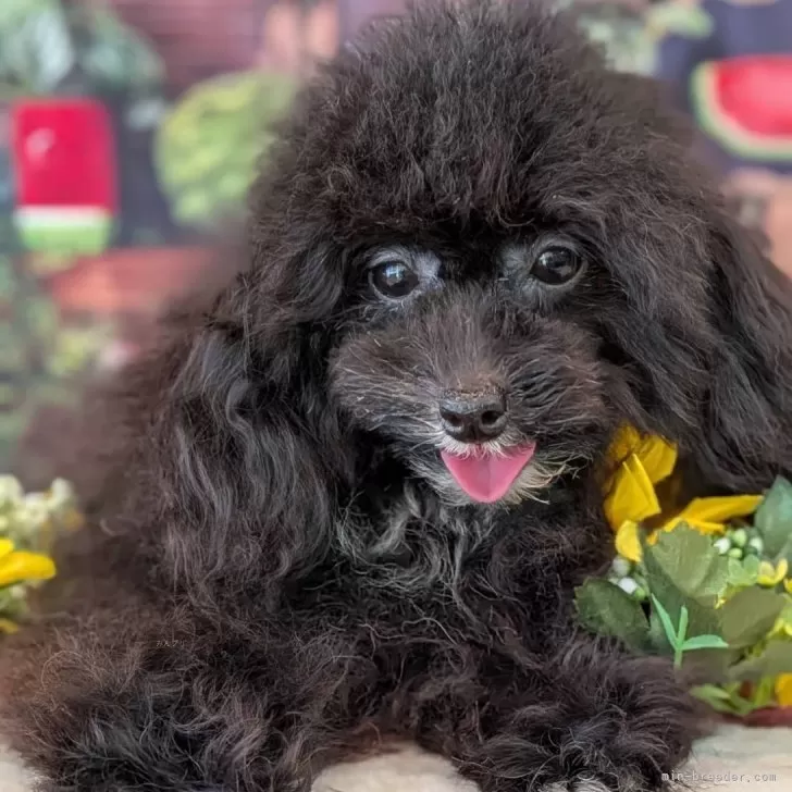 ID：2411-07495の子犬