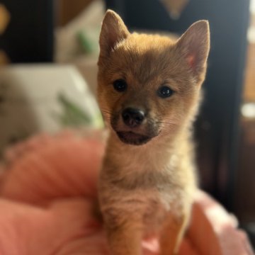 柴犬(豆柴)【埼玉県・女の子・2024年11月9日・赤】の写真「サイズ小さめ豆柴予想❤️」