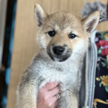 柴犬(標準サイズ)【埼玉県・男の子・2024年11月6日・赤】の写真「ちょっと変わった柄です」