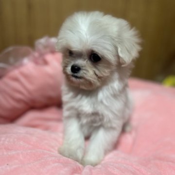 チワプー(トイプードル×チワワ)【埼玉県・女の子・2025年9月15日・チワプー5兄妹】の写真「可愛いチワプー5兄妹」