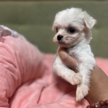 チワプー(トイプードル×チワワ)【埼玉県・男の子・2025年9月15日・ホワイト】の写真「可愛い5兄妹のちわぷーミックス」