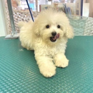 トイプードル(ティーカップ)【埼玉県・男の子・2024年7月23日・ホワイト】の写真「極小ティーカップ」